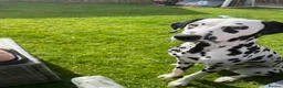 Dalmatian dogs for sale: Dalmation - Advert 8