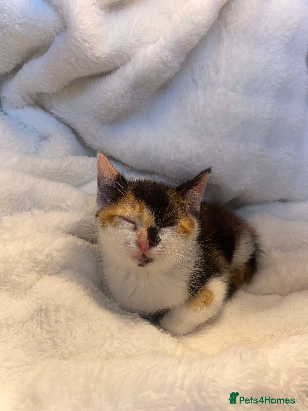 Mixed Breed cats for sale: Female Tortoiseshell Kitten Ready For Its New Home - Advert 7