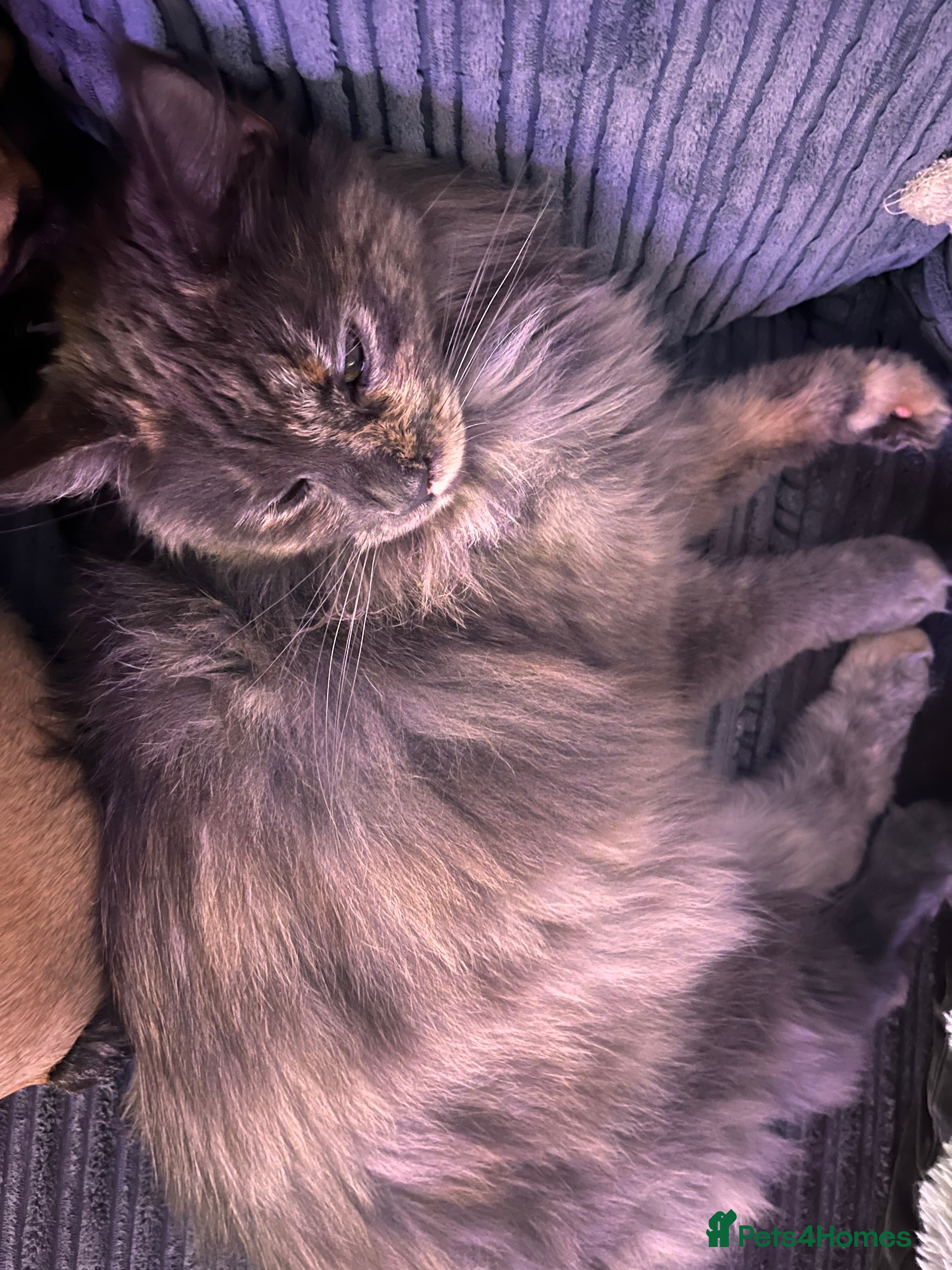 Maine Coon cats Maincoon for sale 1 year old  - Advert 13