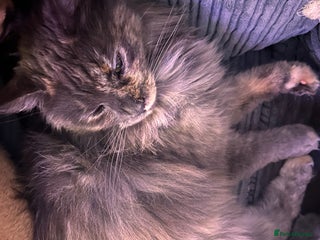 Maine Coon cats - Advert 6