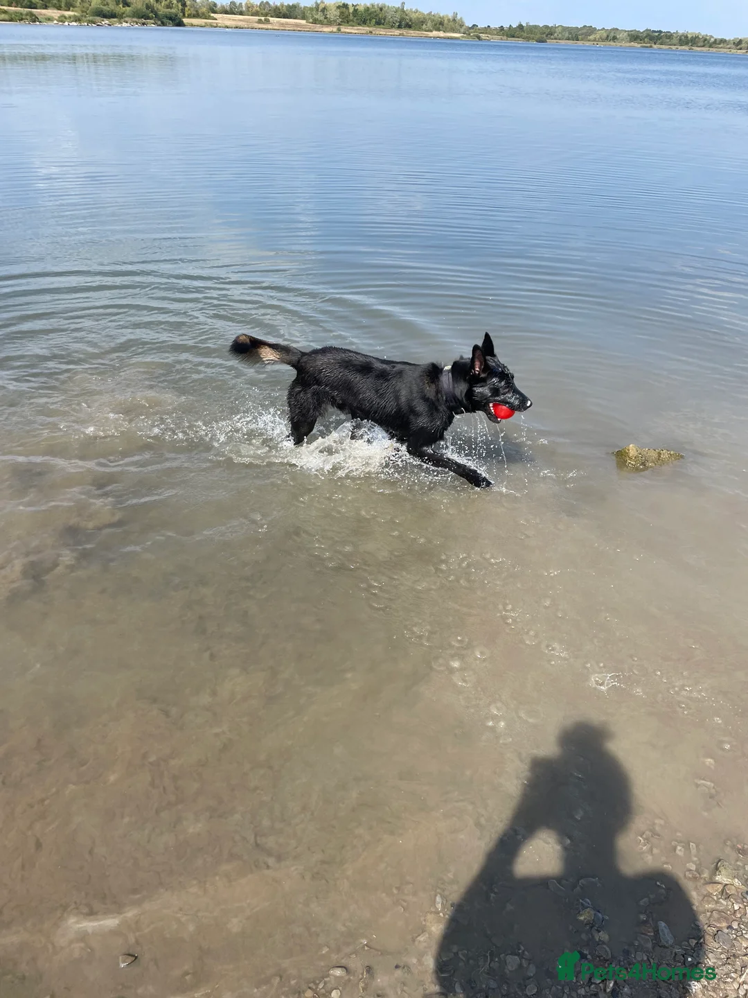 Belgian Shepherd Dog dogs for stud: Belgium malinois  - Advert 12