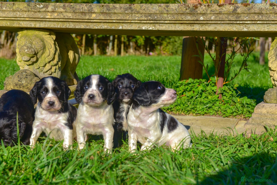 Sprocker dogs for sale: Beautiful Springer Spaniel KC Health Clear Parents - Image 10