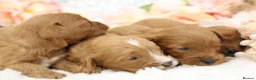 Cavapoo dogs for sale: *HEALTH TESTED* CAVAPOOS - Advert 5