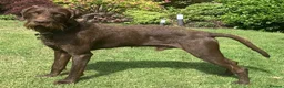 Mixed Breed dogs for sale: READY NOW  - Weimaraner x Vizsla - Advert 22