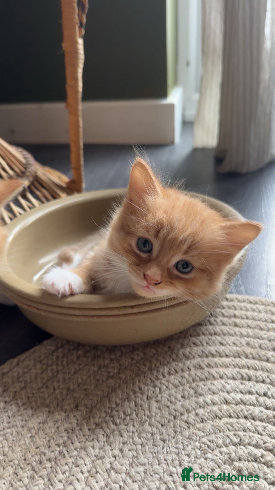 Mixed Breed cats Two ginger and white kittens  - Advert 8