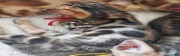 Bengal cats for sale: Pedigree Brown Rosetted Bengal Kittens - Advert 6