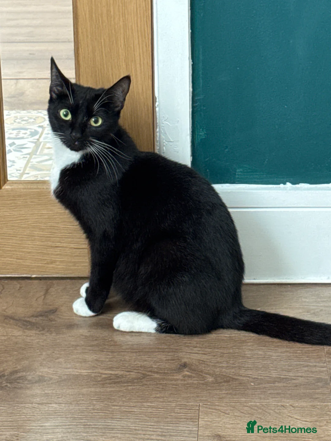 Mixed Breed cats for sale: Tuxedo Kittens - Advert 1