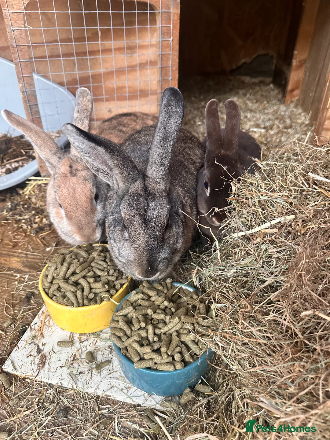 Rex rabbits for sale: 3 Bonded female rabbits  - Advert 3