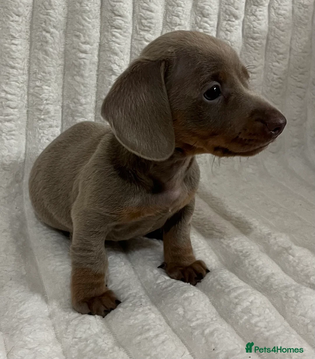 Miniature Dachshund dogs for sale: Stunning Isabella mini dachshund puppies - Advert 6