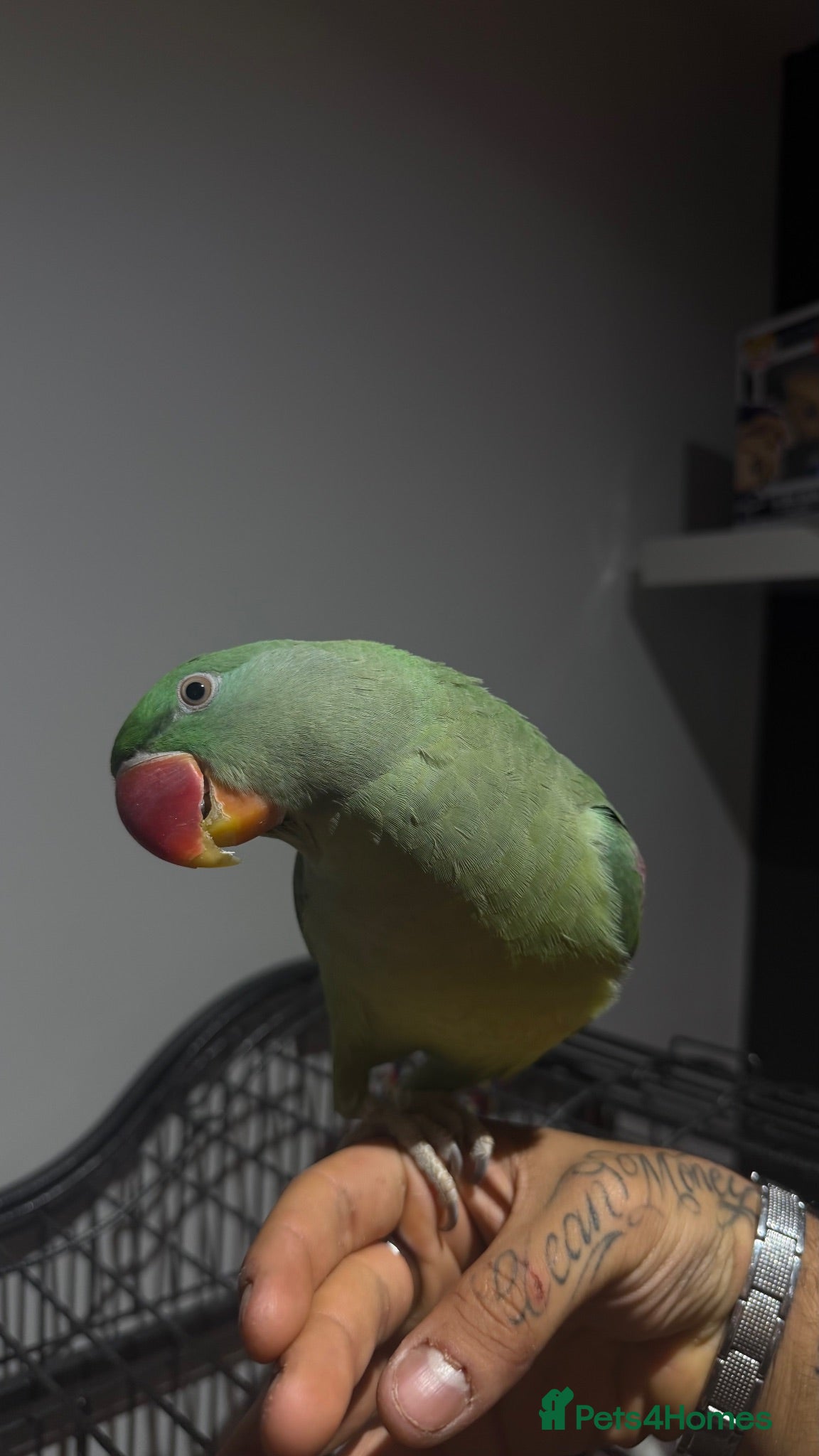Parrots birds Hand-Tamed & Trained Alexandrine Parrot - Advert 1