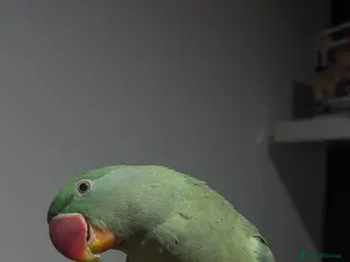 Parrots birds Hand-Tamed & Trained Alexandrine Parrot - Advert 1