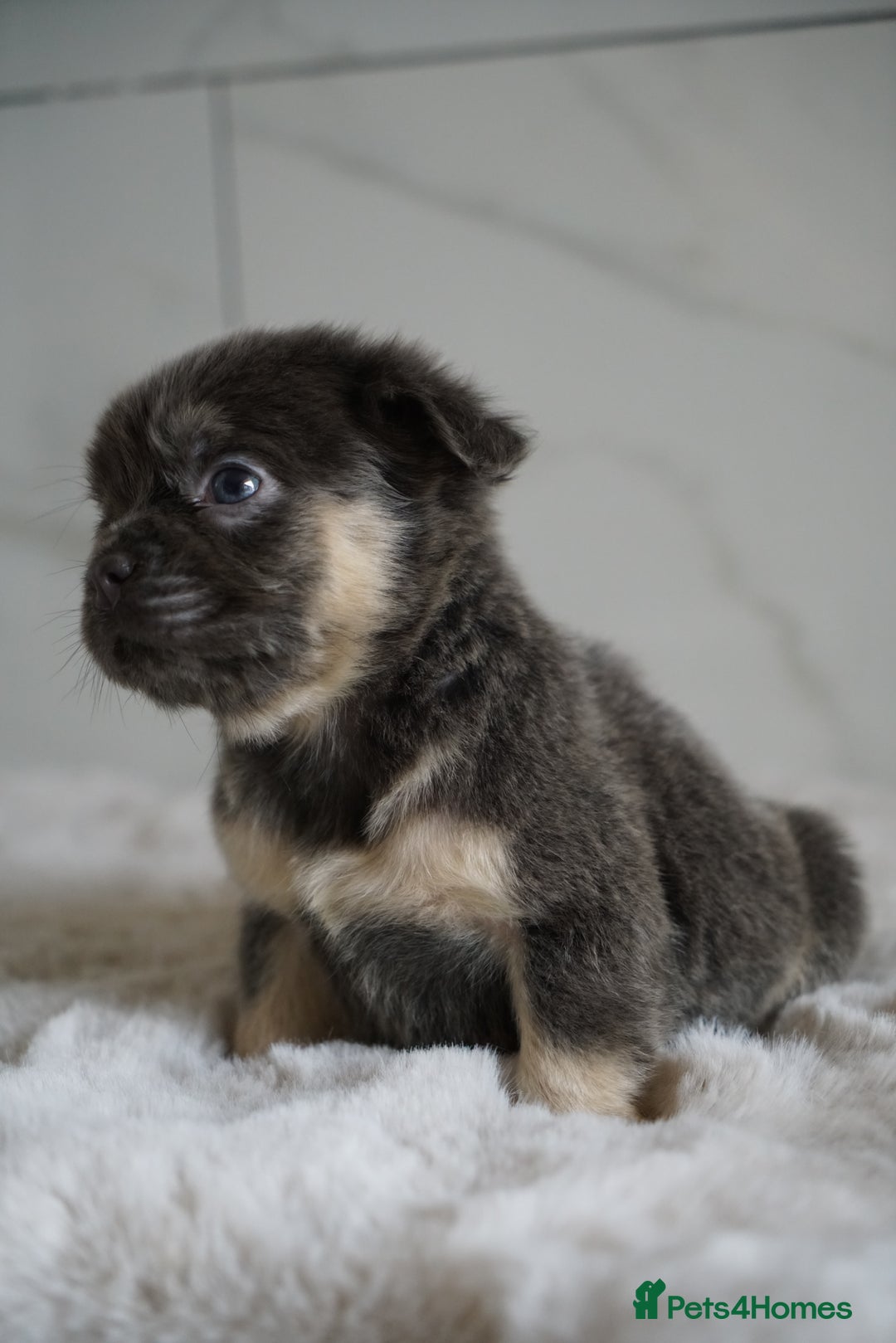 French Bulldog dogs for sale: Exceptional Fluffy French Bulldog Puppies - Image 36