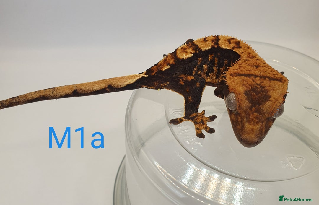 Gecko reptiles for sale: Juvenile Crested Geckos - Image 18
