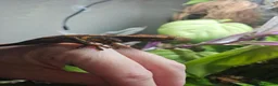 Gecko reptiles for sale: Crested Gecko and full setup  in Bordon - Advert 6