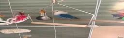 Lovebirds birds for sale: Lovebird bonded pair and a solo for rehome - Advert 4