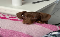 Miniature Dachshund dogs for sale: Miniature dachshund - Image 4