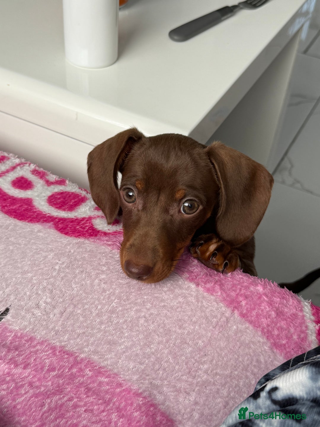 Miniature Dachshund dogs for sale: Miniature dachshund - Image 4