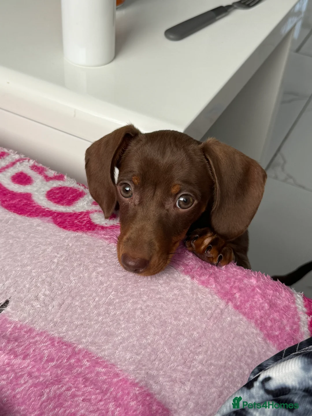 Miniature Dachshund dogs for sale: Miniature dachshund - Advert 4