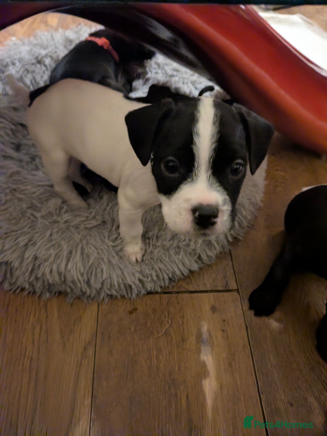 Mixed Breed dogs for sale: Little Boy Northern Ireland  - Advert 4