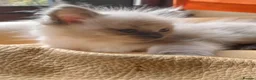 Ragdoll cats for sale: Blue point ragdoll girl kitten  - Advert 4