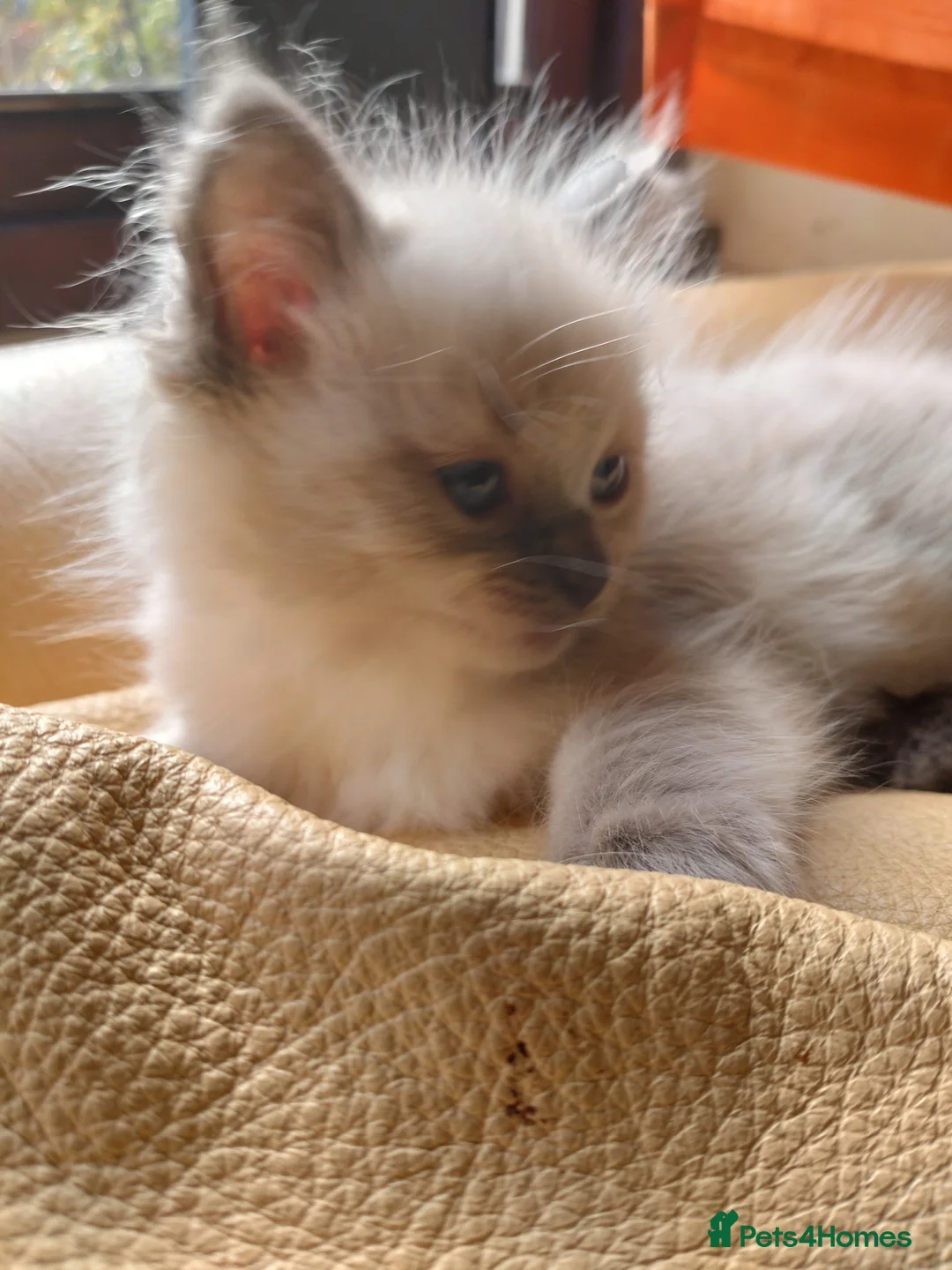 Ragdoll cats for sale: Blue point ragdoll girl kitten  - Advert 4