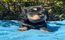 Miniature Dachshund dogs for sale: KC reg Long haired Mini boy - Image 4