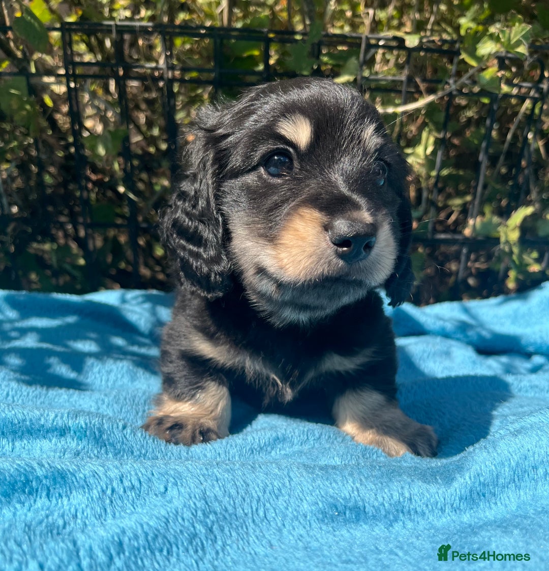 Miniature Dachshund dogs for sale: KC reg Long haired Mini boy - Image 4