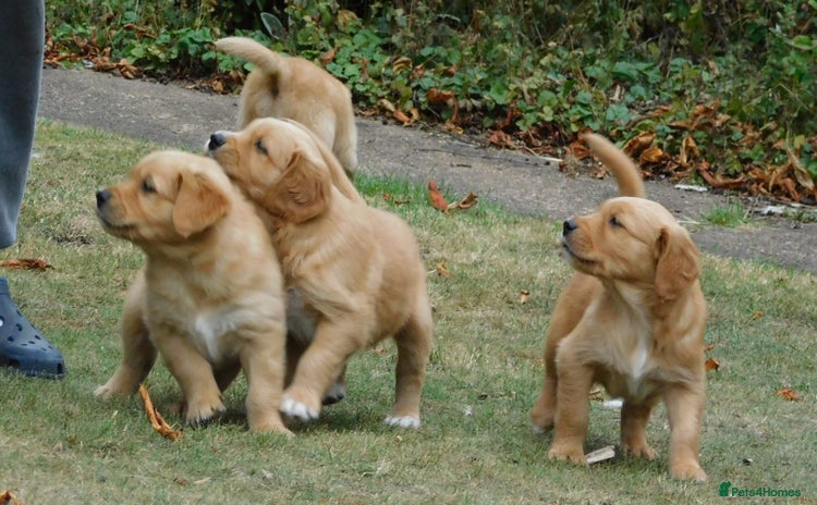 Golden Retriever dogs - Advert 8
