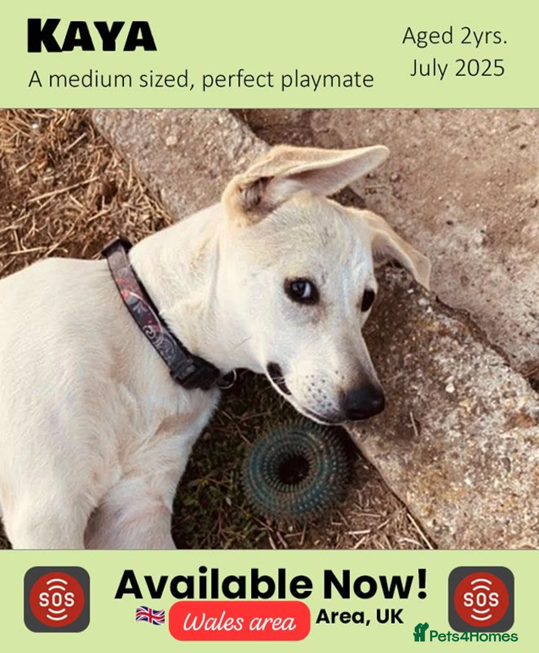 Mixed Breed dogs for adoption: Kaya, 2 years approx. Is adopted 🎉🥳 - Advert 2