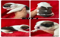 English Bulldog dogs for sale: KC Registered English Bulldog Puppies - Image 5