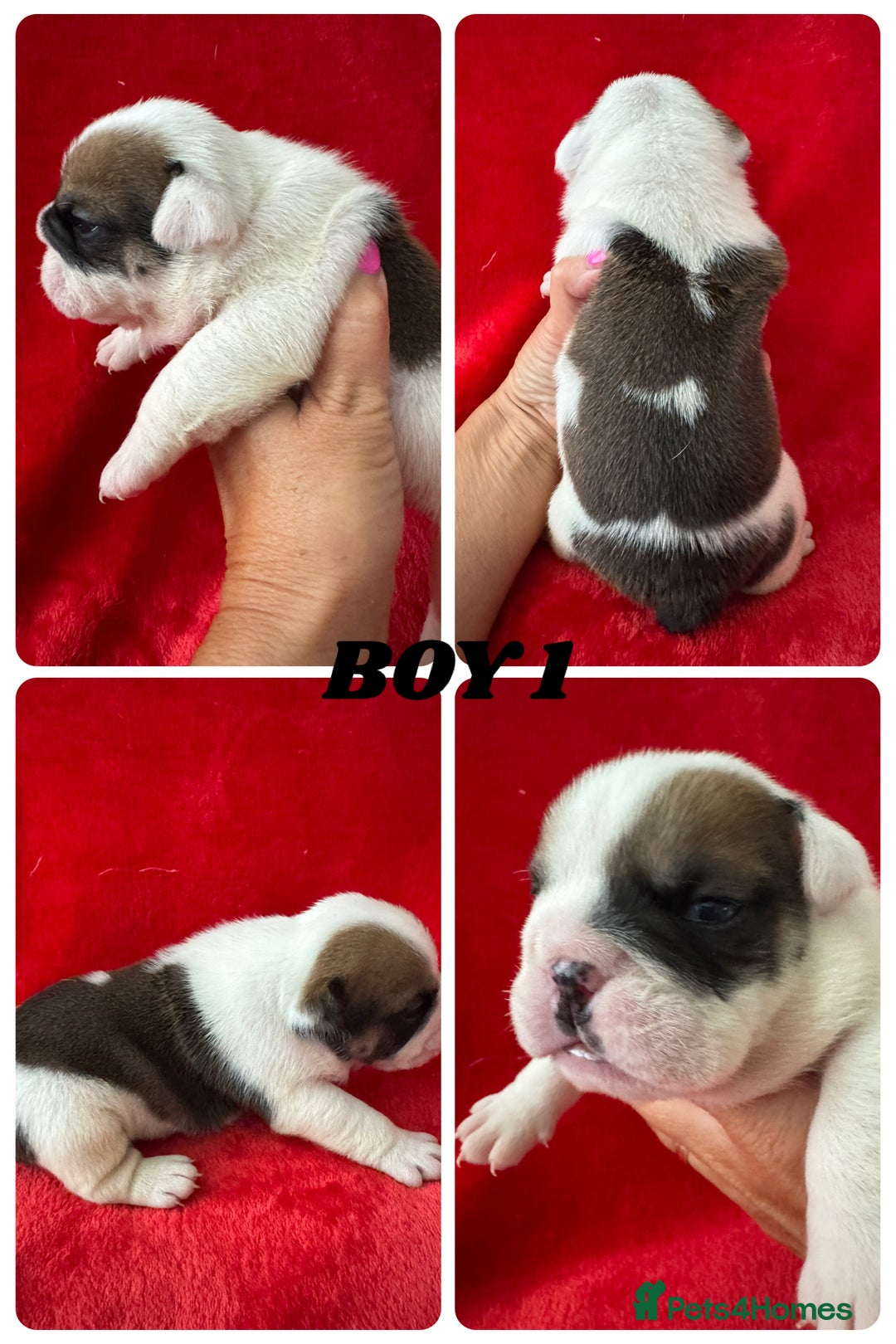 English Bulldog dogs for sale: KC Registered English Bulldog Puppies - Image 5