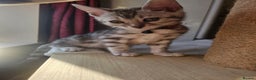 Bengal cats for sale: Active Tica Registered Bengal kittens  - Advert 11