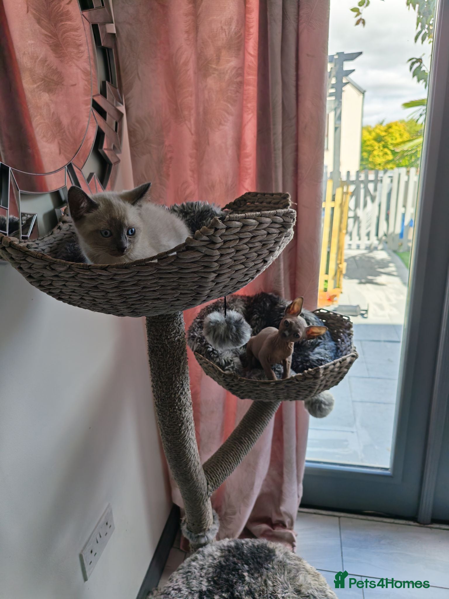 Mixed Breed cats for sale: 🐾REDUCED🐾 SPHYNX X RAGDOLL KITTENS 2 LEFT  - Advert 1