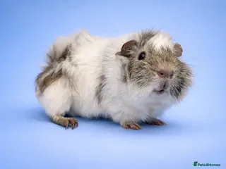 Guinea Pig rodents Guinea Pig male Dalmatian Abyssinian - Advert 2