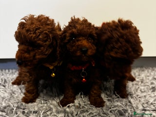 Toy Poodle dogs for sale: Red toy poodle - Advert 1