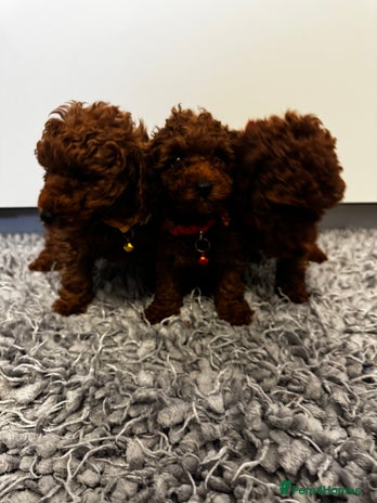 Toy Poodle dogs Red toy poodle - Advert 1