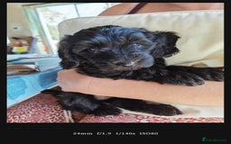Bordoodle dogs for sale: Borderdoodle  Free five weeks insurance  - Image 23