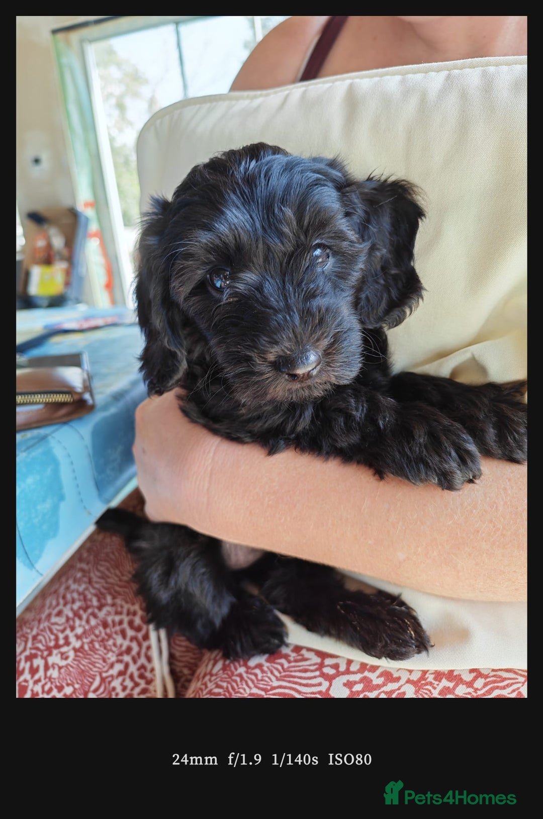 Bordoodle dogs for sale: Borderdoodle  Free five weeks insurance  - Image 23