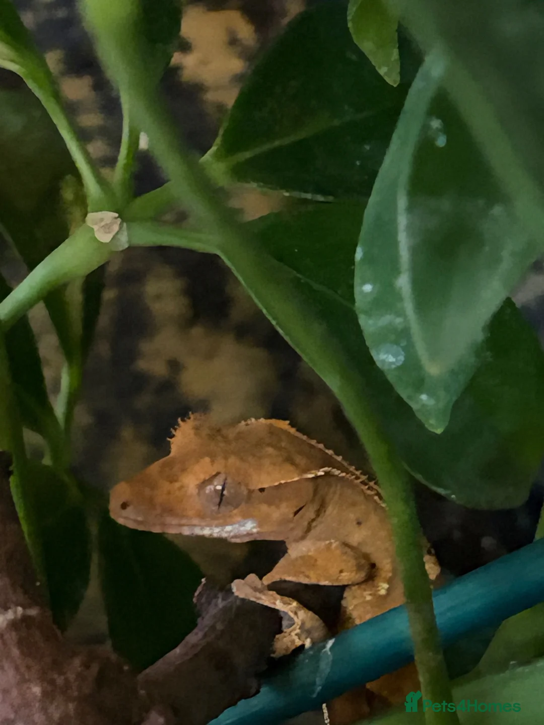 Gecko reptiles for sale: Crested Geckos in Immingham - Advert 10