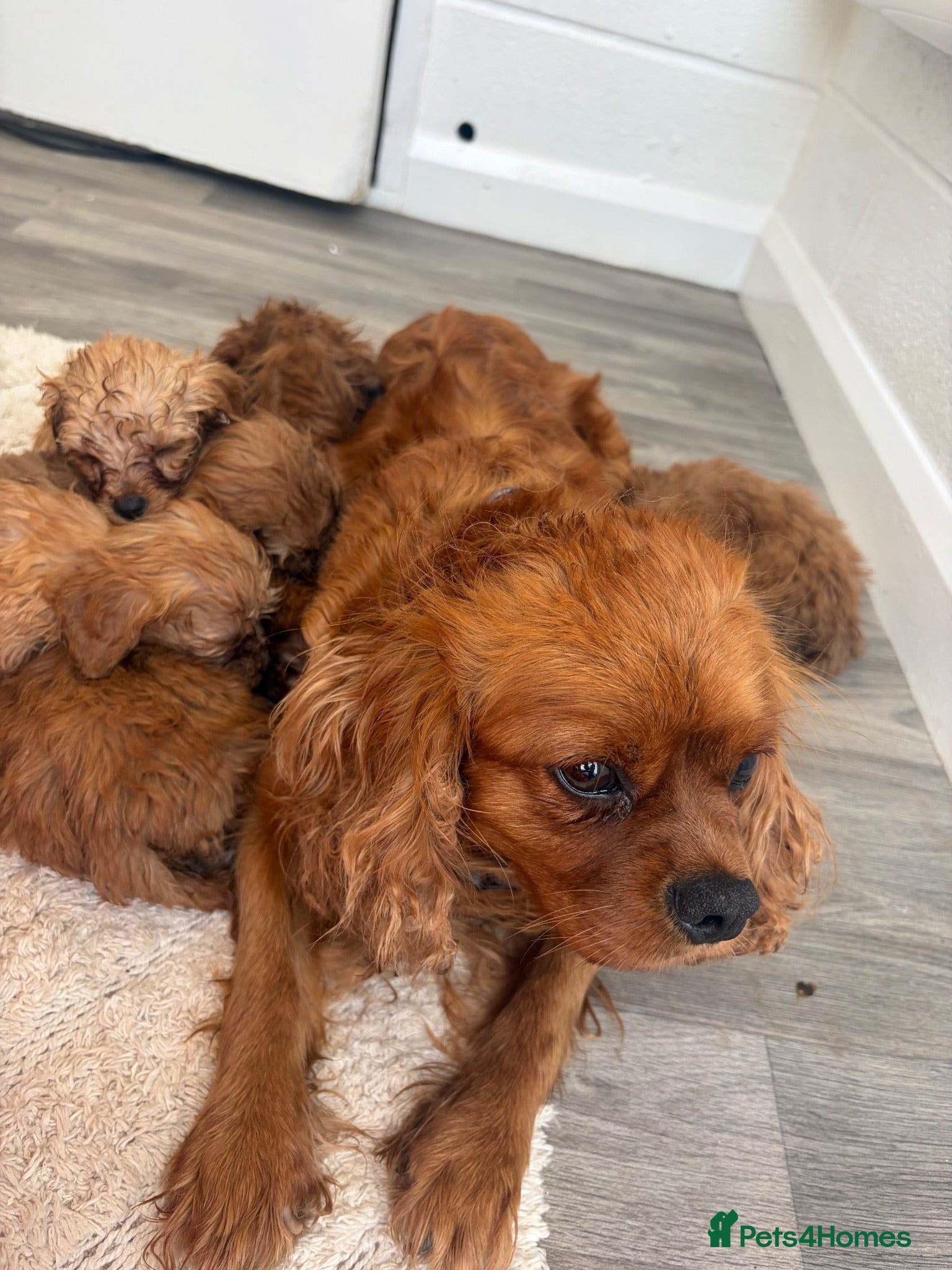 Cavapoo dogs Cava poo - Advert 9