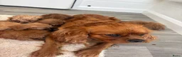 Cavapoo dogs for sale: Cava poo - Advert 1