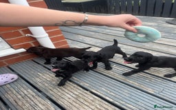 Cocker Spaniel dogs for sale: KC Working Cocker Spaniels available now - Image 14