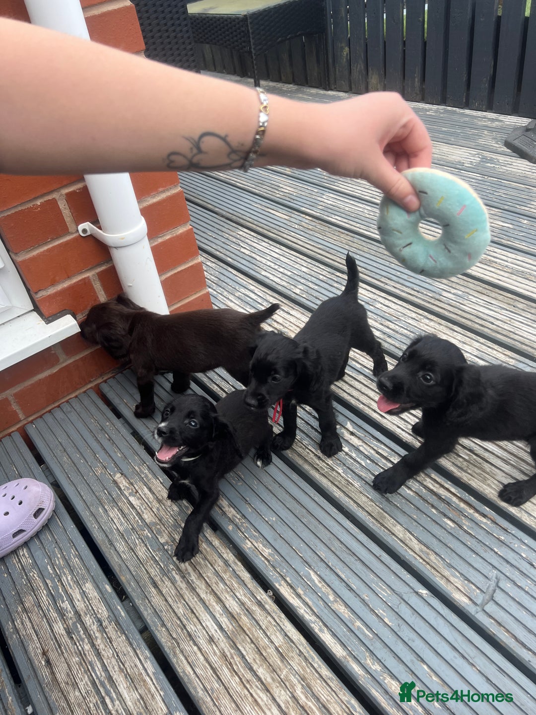 Cocker Spaniel dogs for sale: KC Working Cocker Spaniels available now - Image 14