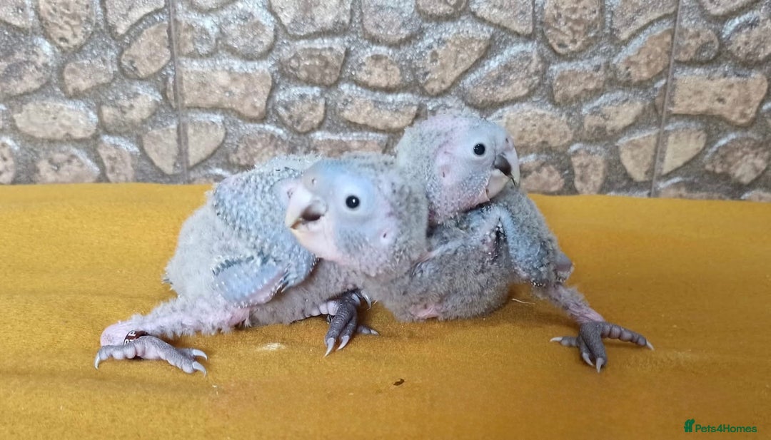 Parrots birds for sale: Baby Orange Winged Amazon Very Tame  - Advert 7