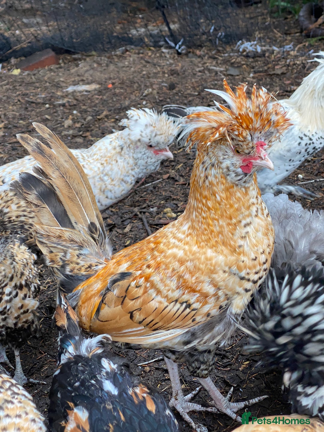 Chickens poultry for sale: Pure Bred Polish Cockerels and limited hens - Image 3