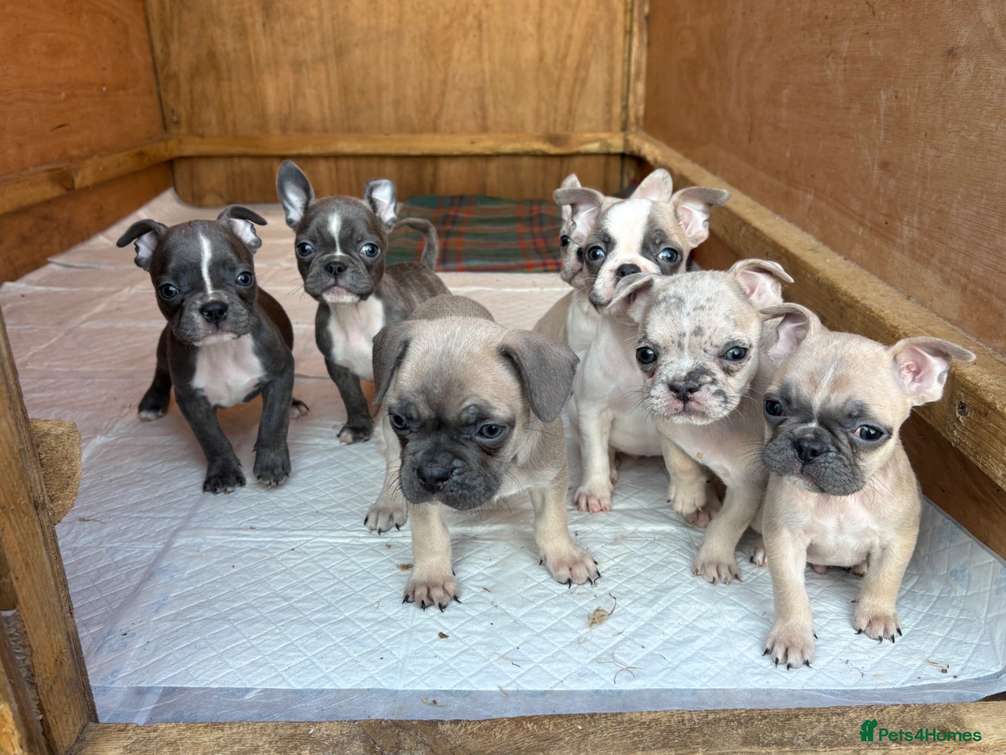 Frug dogs 7 Beautiful Frug Puppies - Advert 1