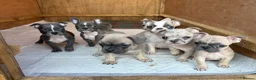 Frug dogs for sale: 7 Beautiful Frug Puppies in Llanarth - Advert 1