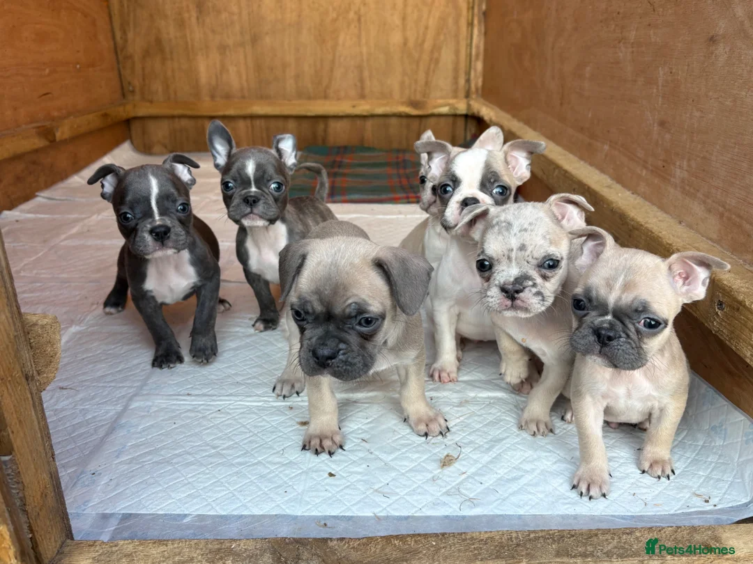 Frug dogs for sale: 7 Beautiful Frug Puppies in Llanarth - Advert 1