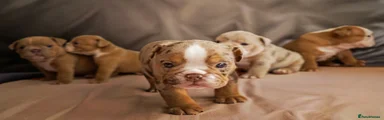 English Bulldog 4