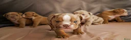 English Bulldog dogs for sale: ENGLISH BULLDOG  - Advert 2